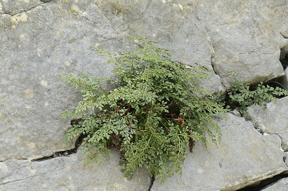 Asplenium ruta-muraria / Ruta di muro